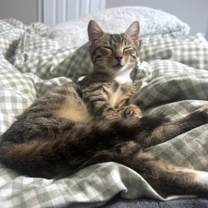 Enlarge Harrington, a Adoptable mixed breed in Washington, DC image 2/3