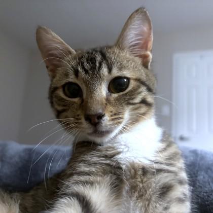 Enlarge Harrington, a Adoptable mixed breed in Washington, DC image 3/3