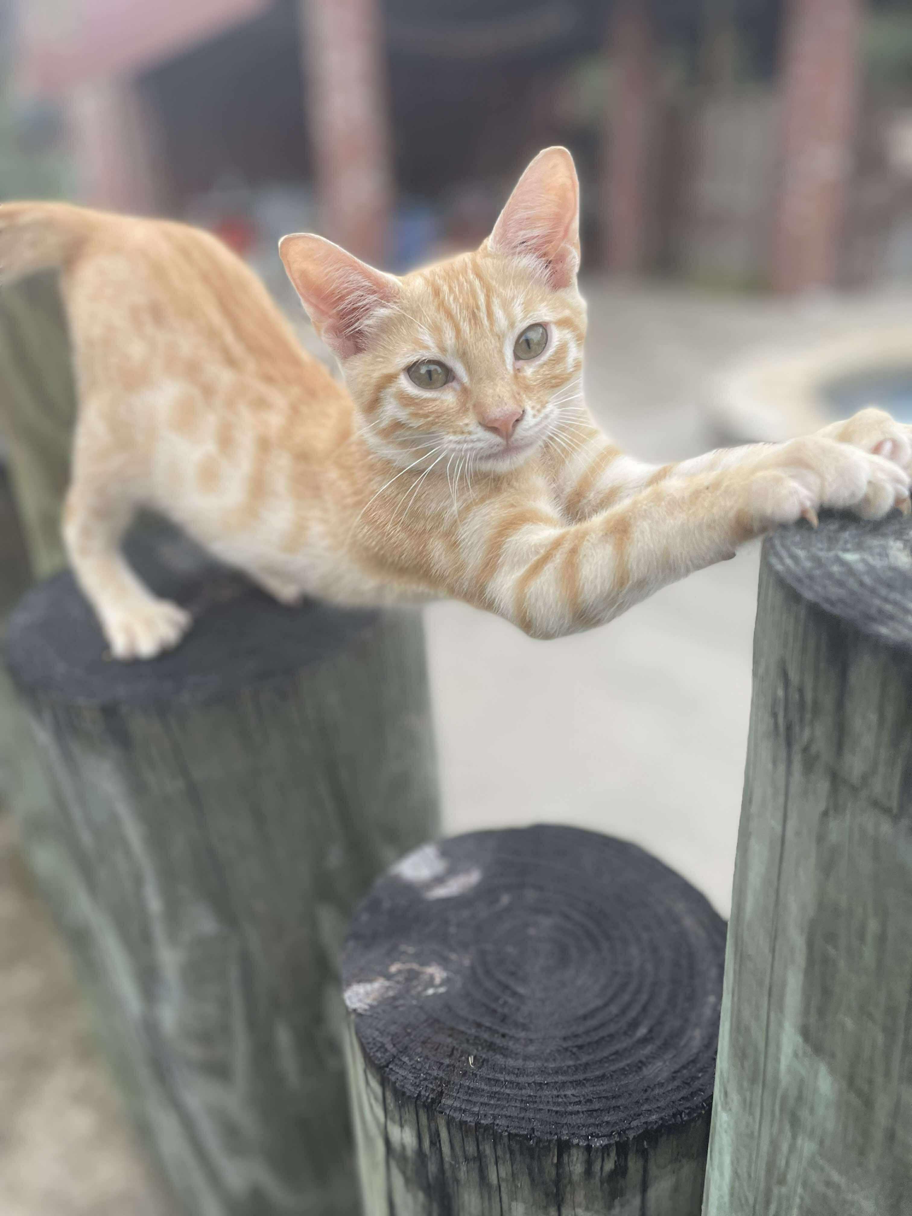 Creamsicle thumbnail 3