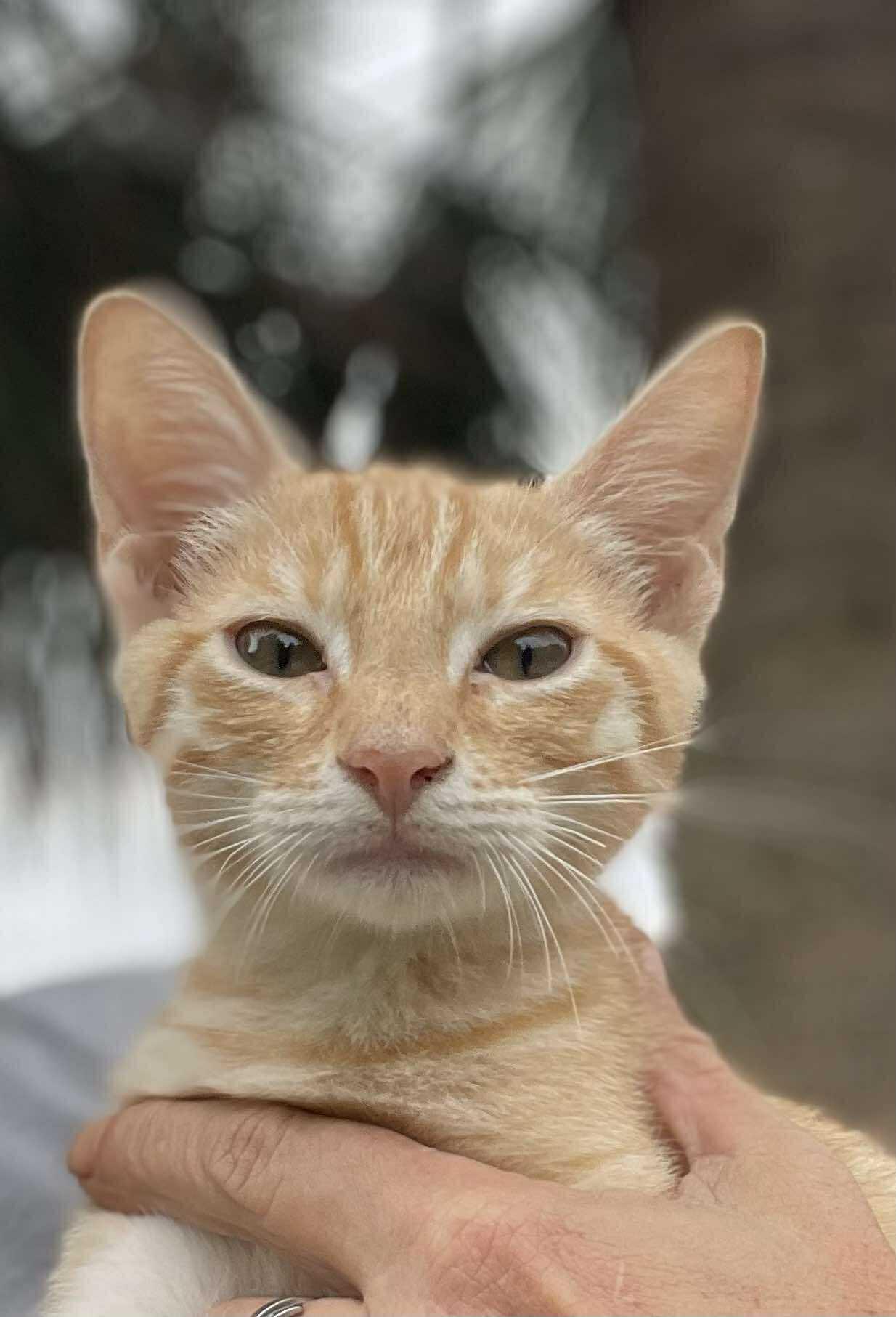 Creamsicle thumbnail 2