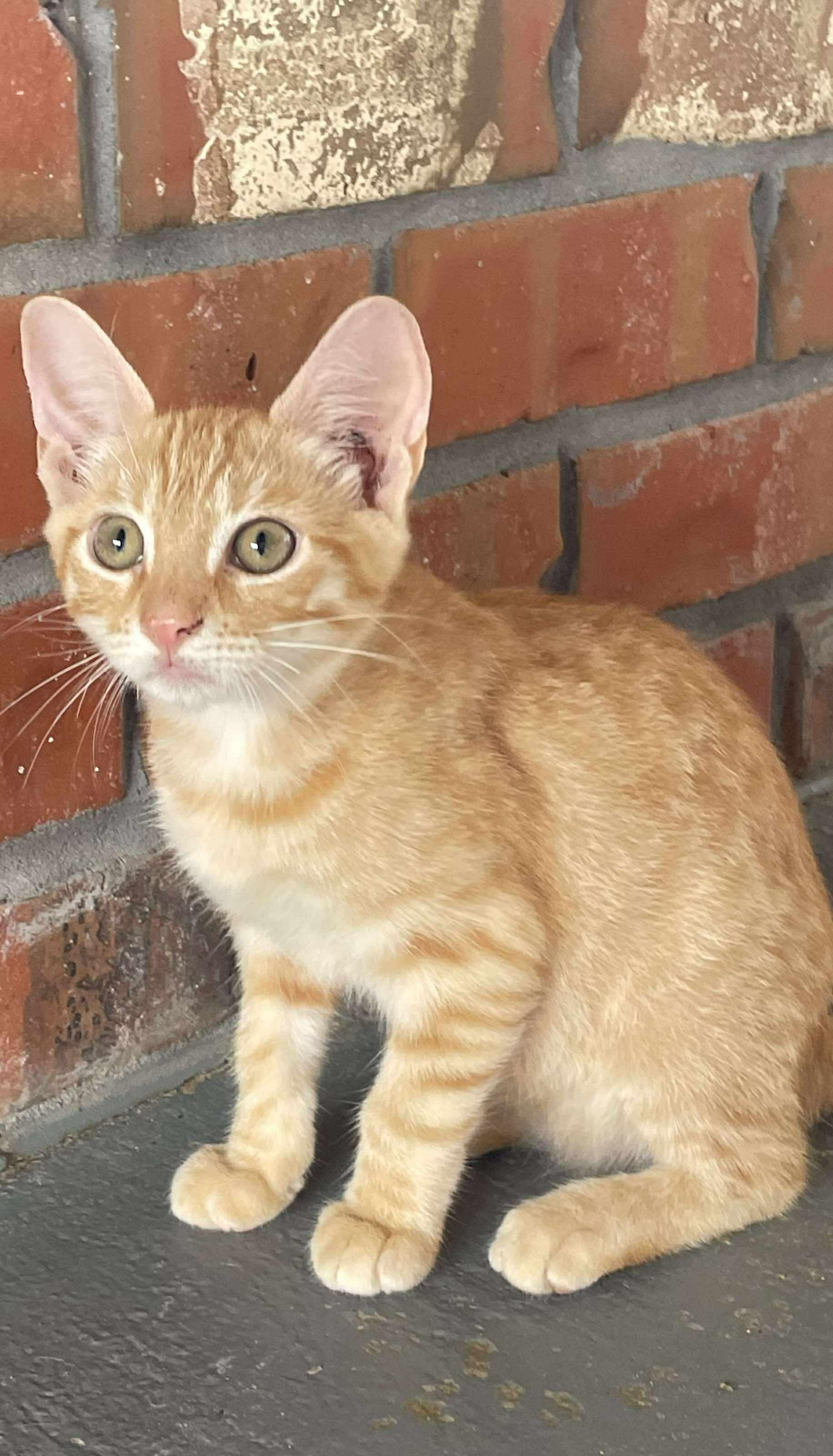 Creamsicle thumbnail 4