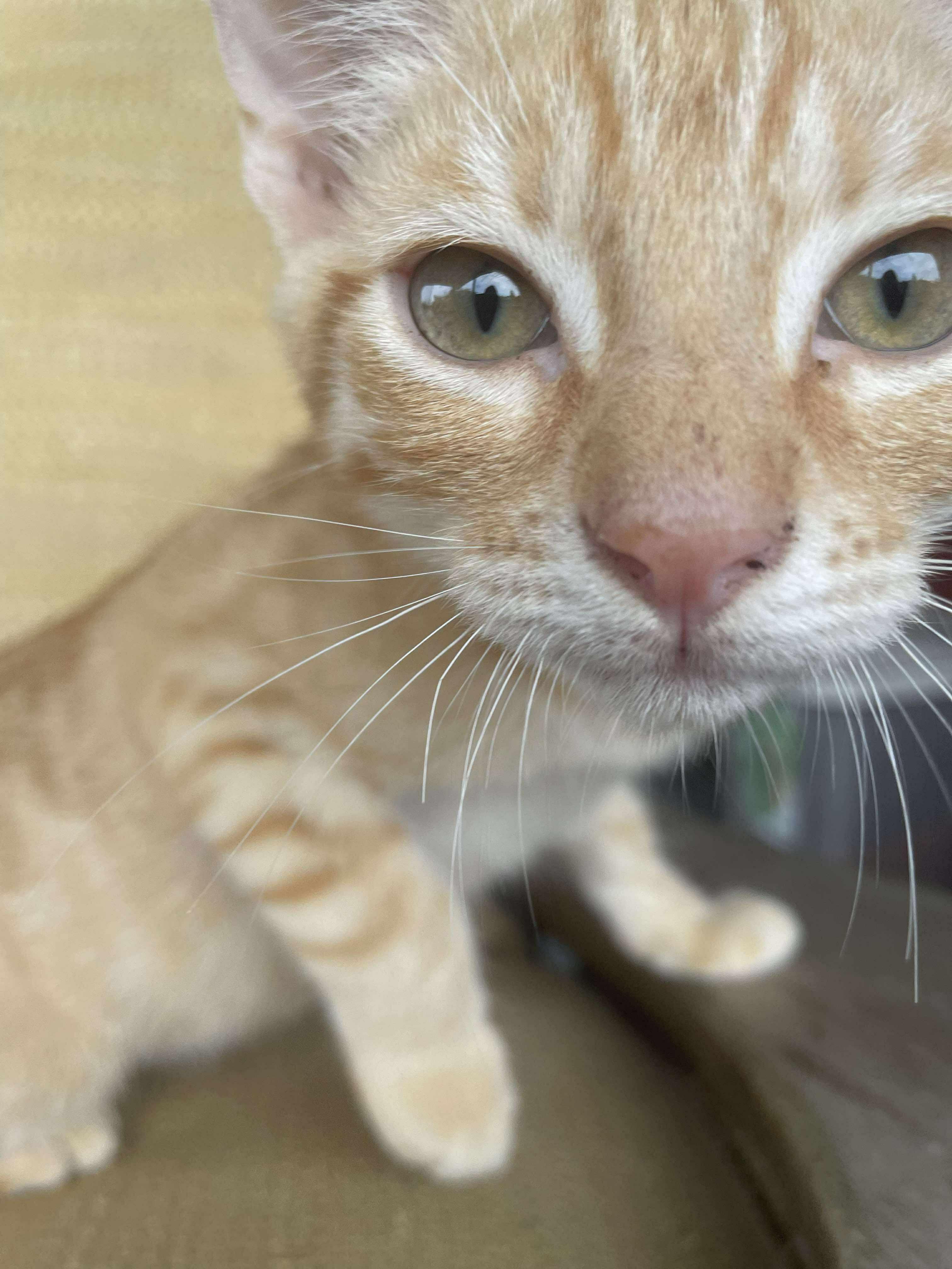 Creamsicle thumbnail 5