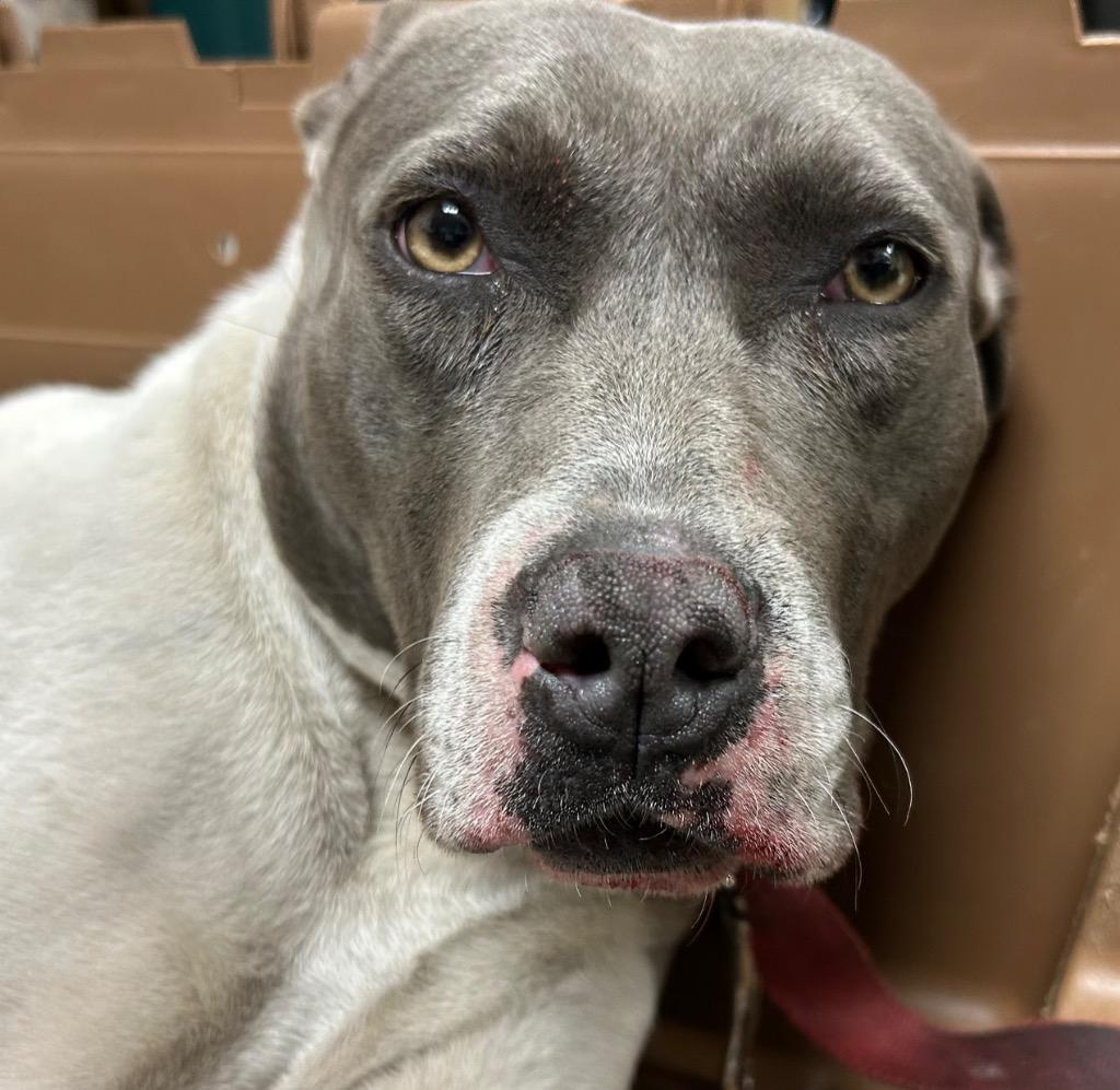 River, Adoptable, Adult Female Mixed Breed.