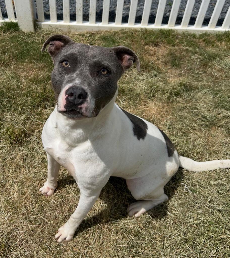 Enlarge River, a Adoptable mixed breed in Mount Gilead, NC image 1/6