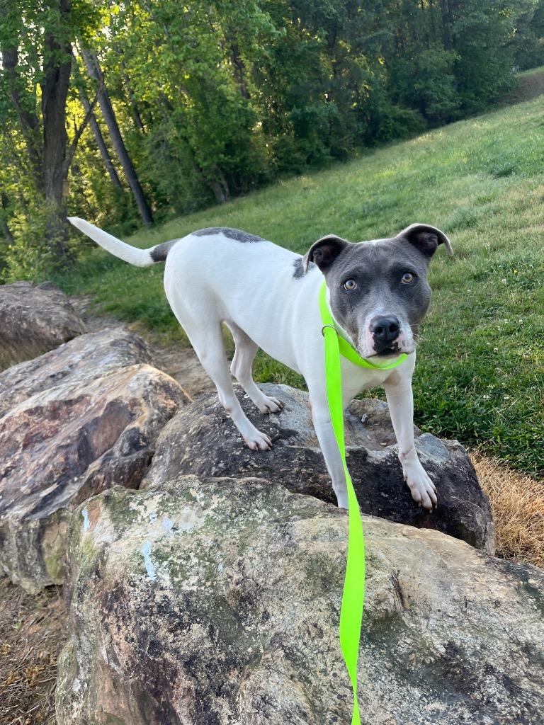 Enlarge River, a Adoptable mixed breed in Mount Gilead, NC image 2/6
