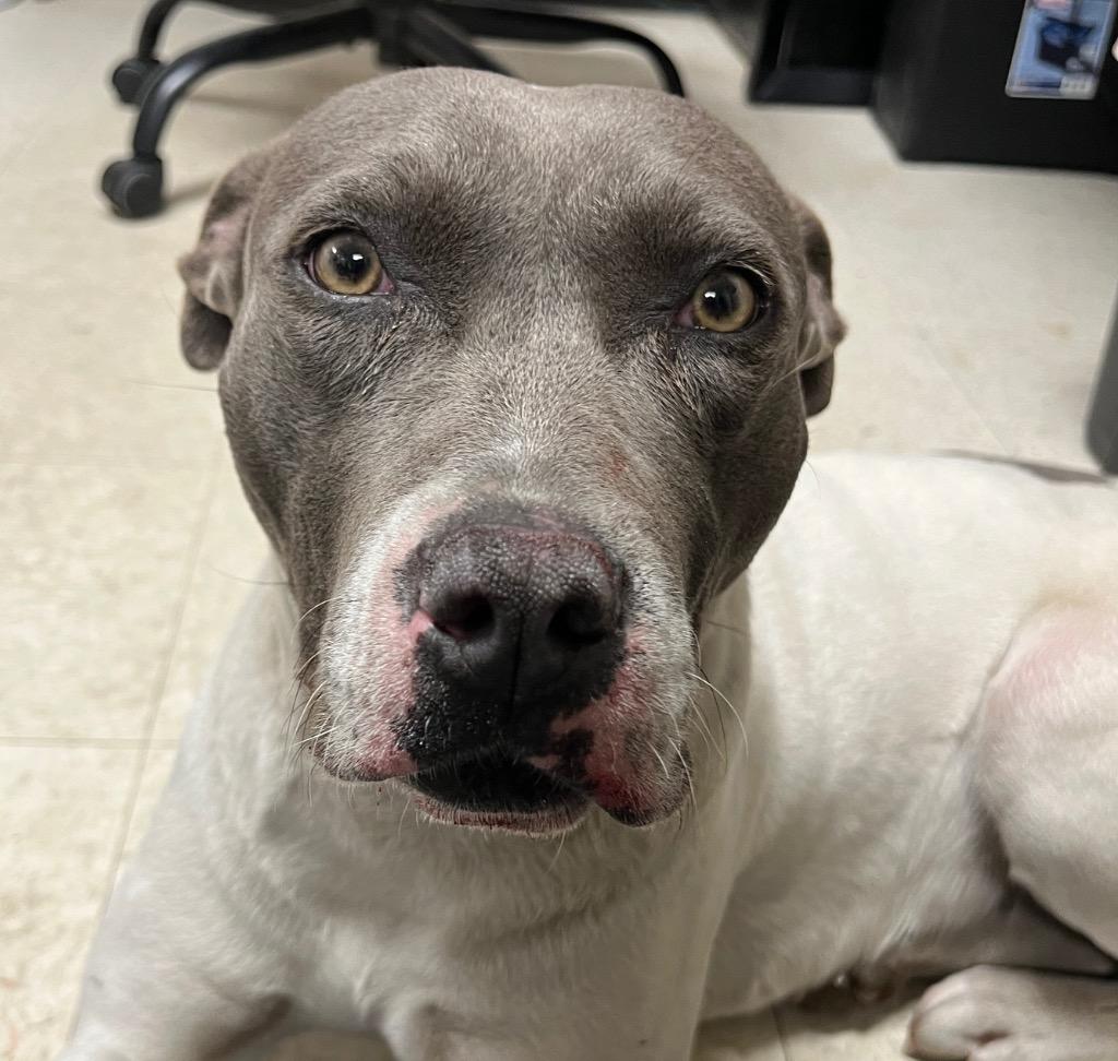 Enlarge River, a Adoptable mixed breed in Mount Gilead, NC image 2/3