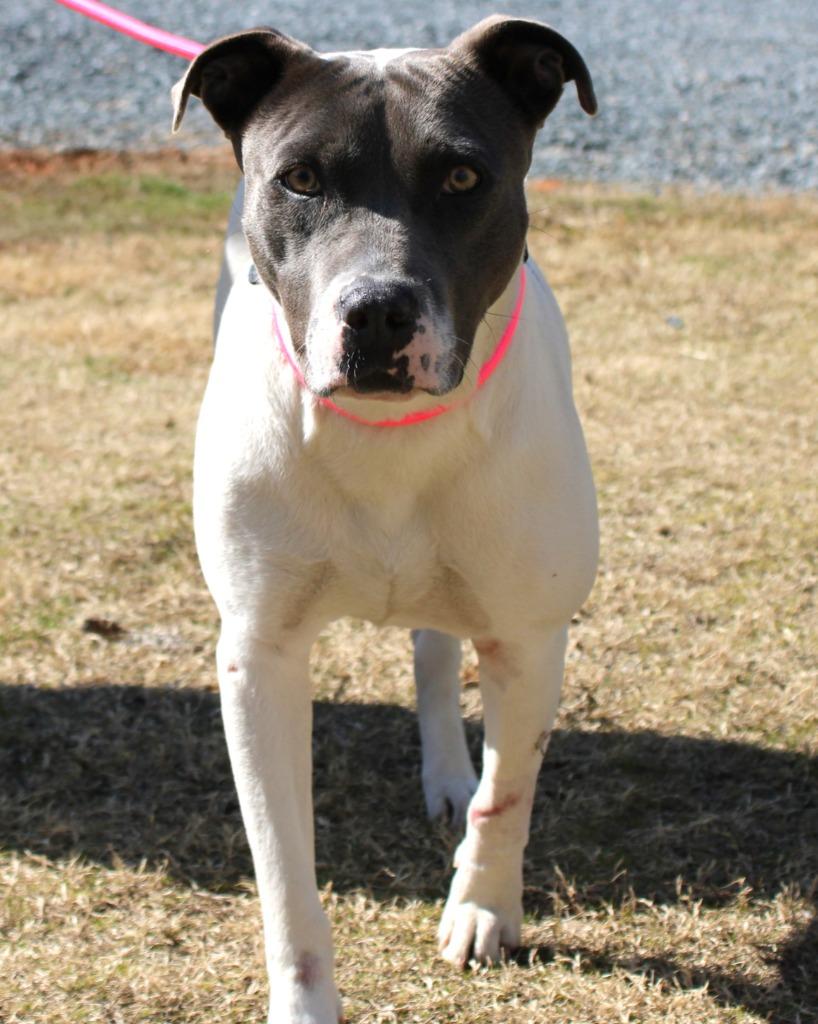 Enlarge River, a Adoptable mixed breed in Mount Gilead, NC image 3/3