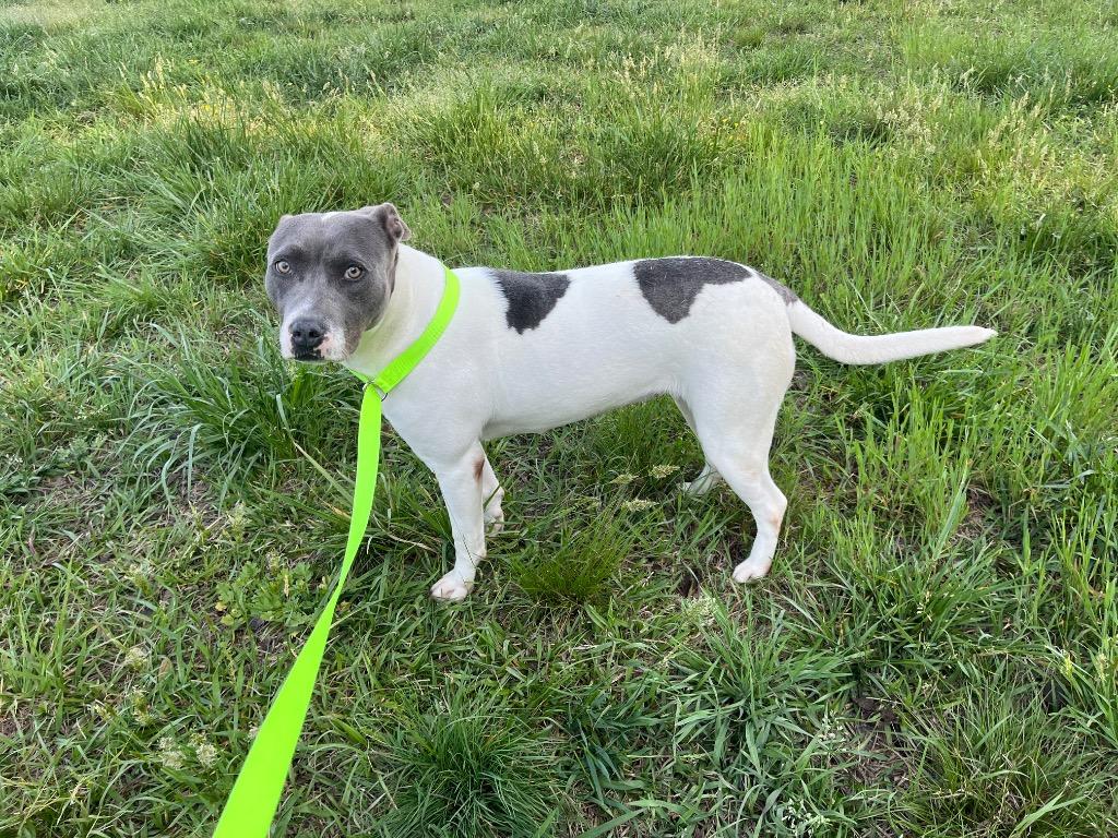 Enlarge River, a Adoptable mixed breed in Mount Gilead, NC image 4/6