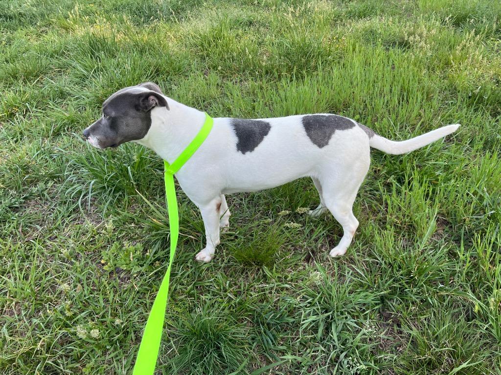 Enlarge River, a Adoptable mixed breed in Mount Gilead, NC image 5/6