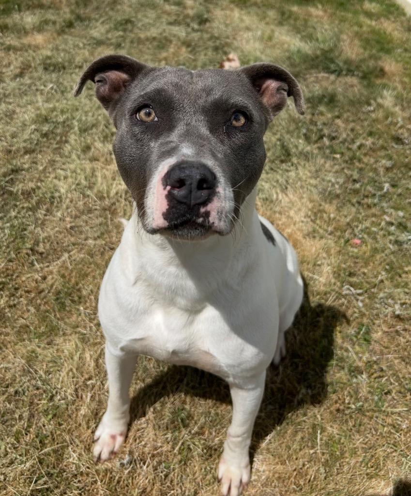 Enlarge River, a Adoptable mixed breed in Mount Gilead, NC image 6/6
