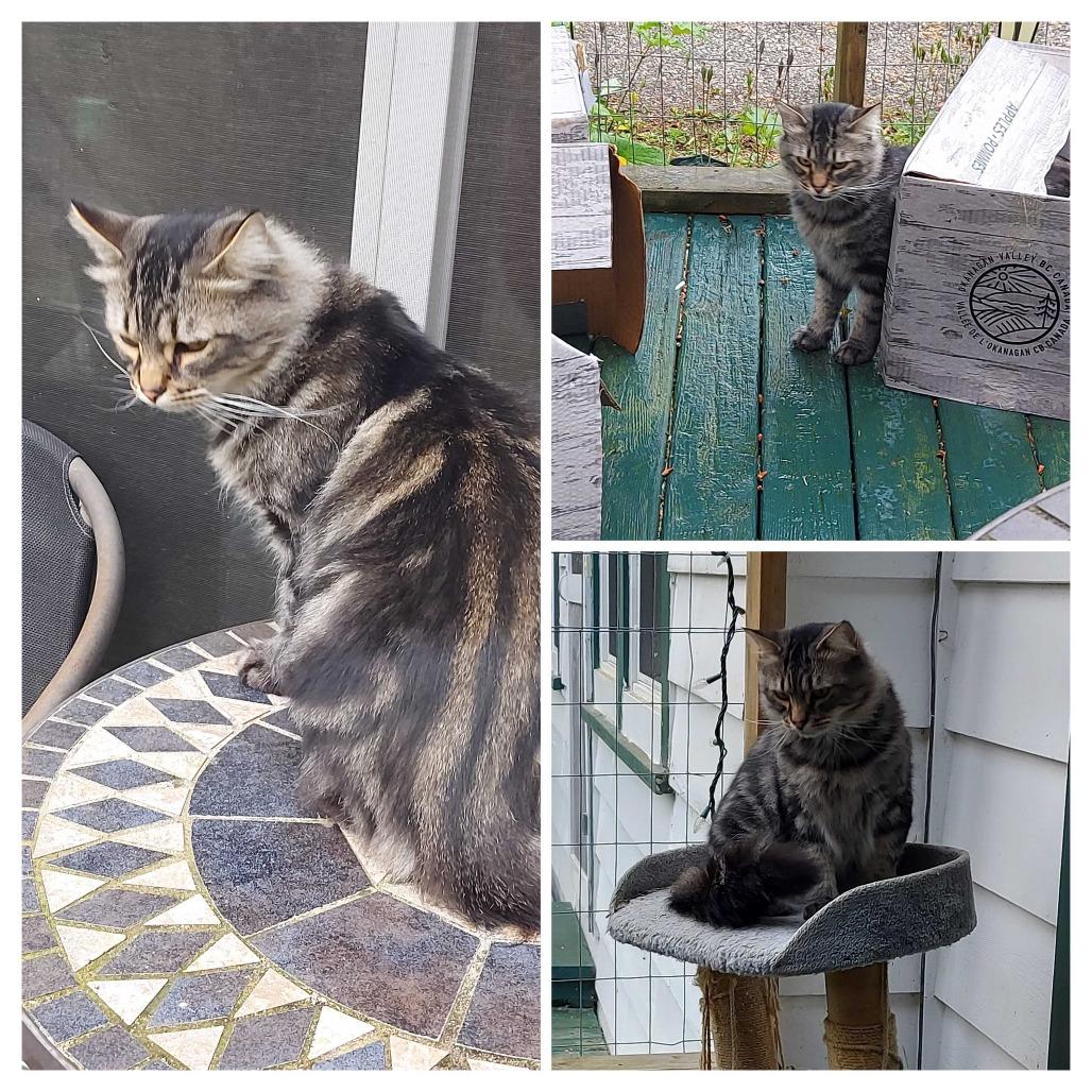 Enlarge DJ Zest (the real MC), a Adoptable Domestic Medium Hair in Abbotsford, BC image 1/4