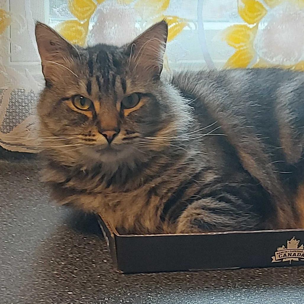Enlarge DJ Zest (the real MC), a Adoptable Domestic Medium Hair in Abbotsford, BC image 3/4