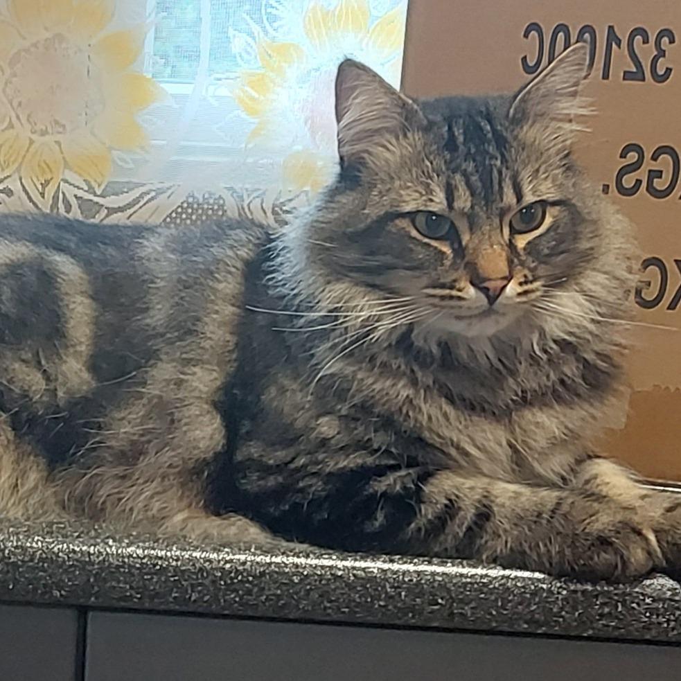 Enlarge DJ Zest (the real MC), a Adoptable Domestic Medium Hair in Abbotsford, BC image 4/4