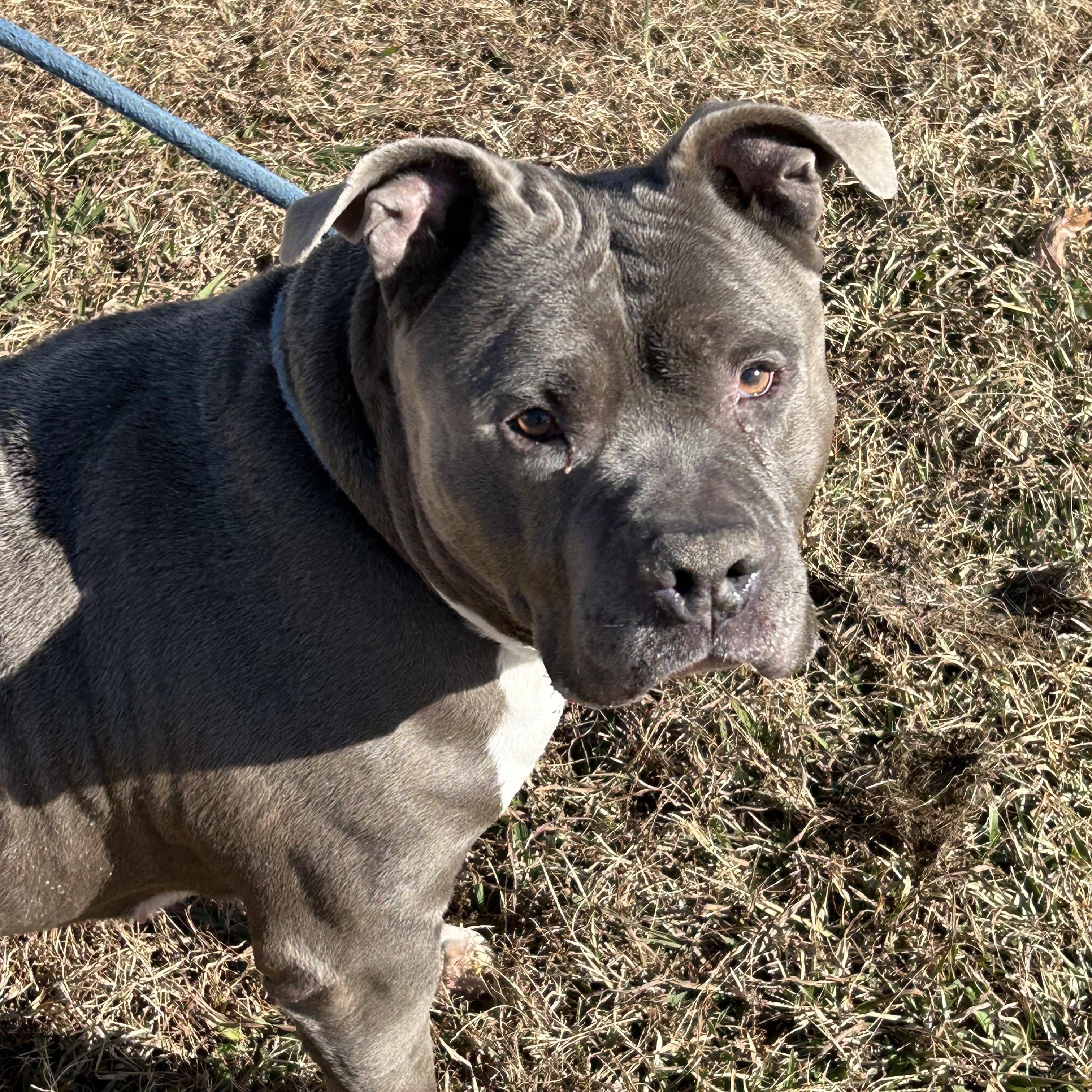 Chunk, an adopted mixed breed in Charles City, VA image 1/4