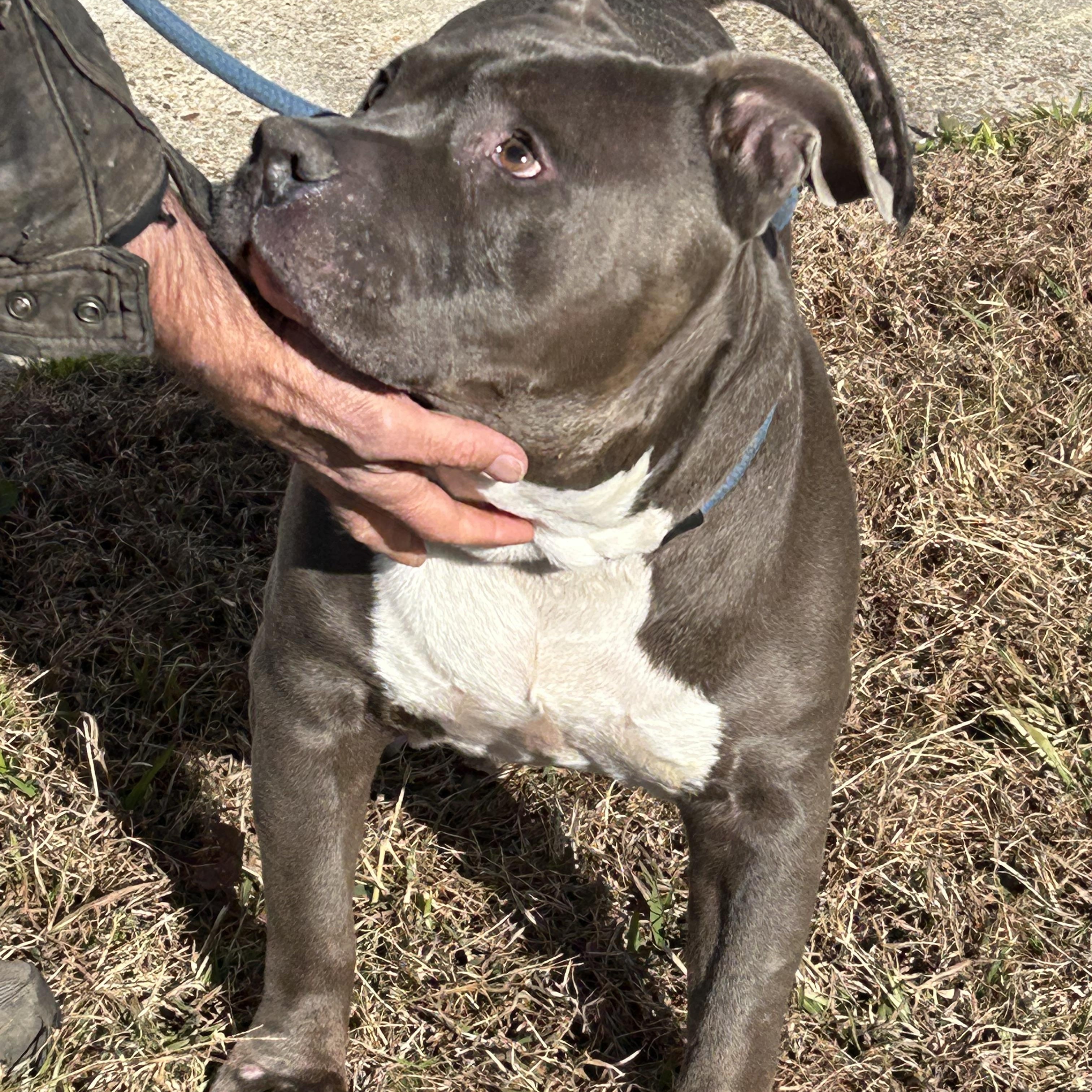 Chunk, an adopted mixed breed in Charles City, VA image 2/4
