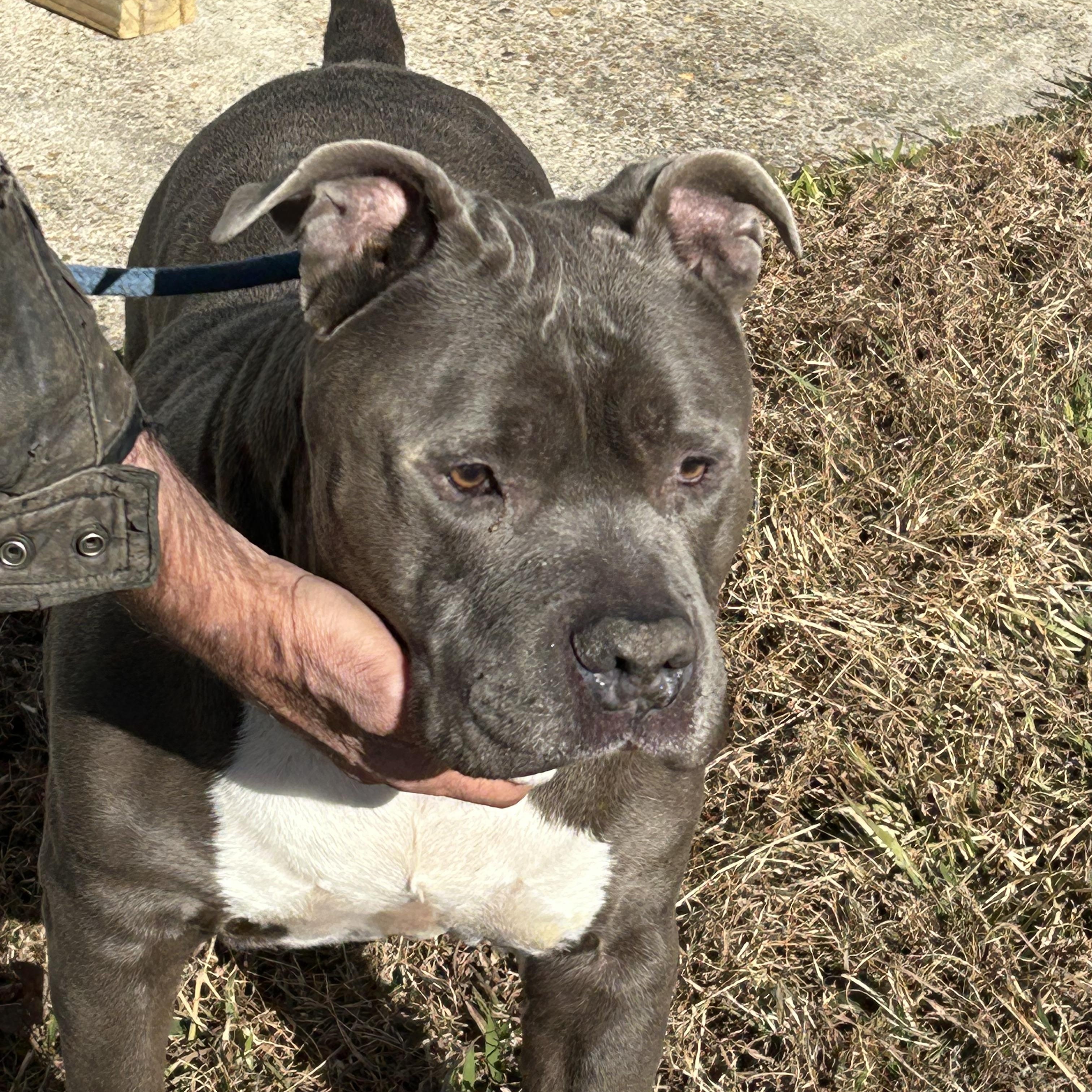 Chunk, an adopted mixed breed in Charles City, VA image 3/4