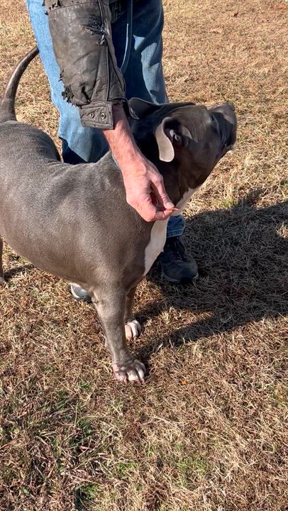 Enlarge Chunk, an adopted mixed breed in Charles City, VA video 4/4