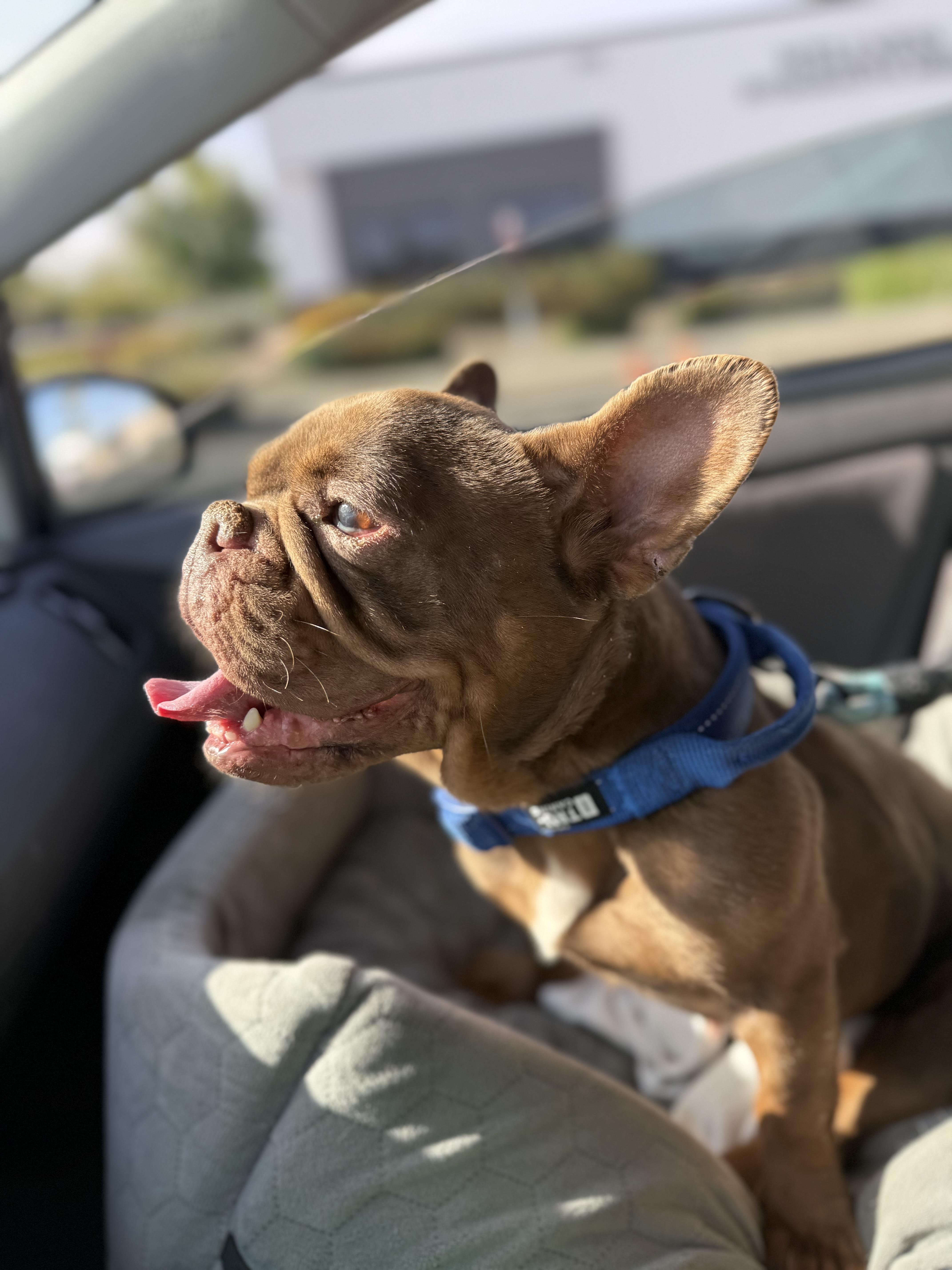Kacey, Adoptable, Young Female English Bulldog & French Bulldog.