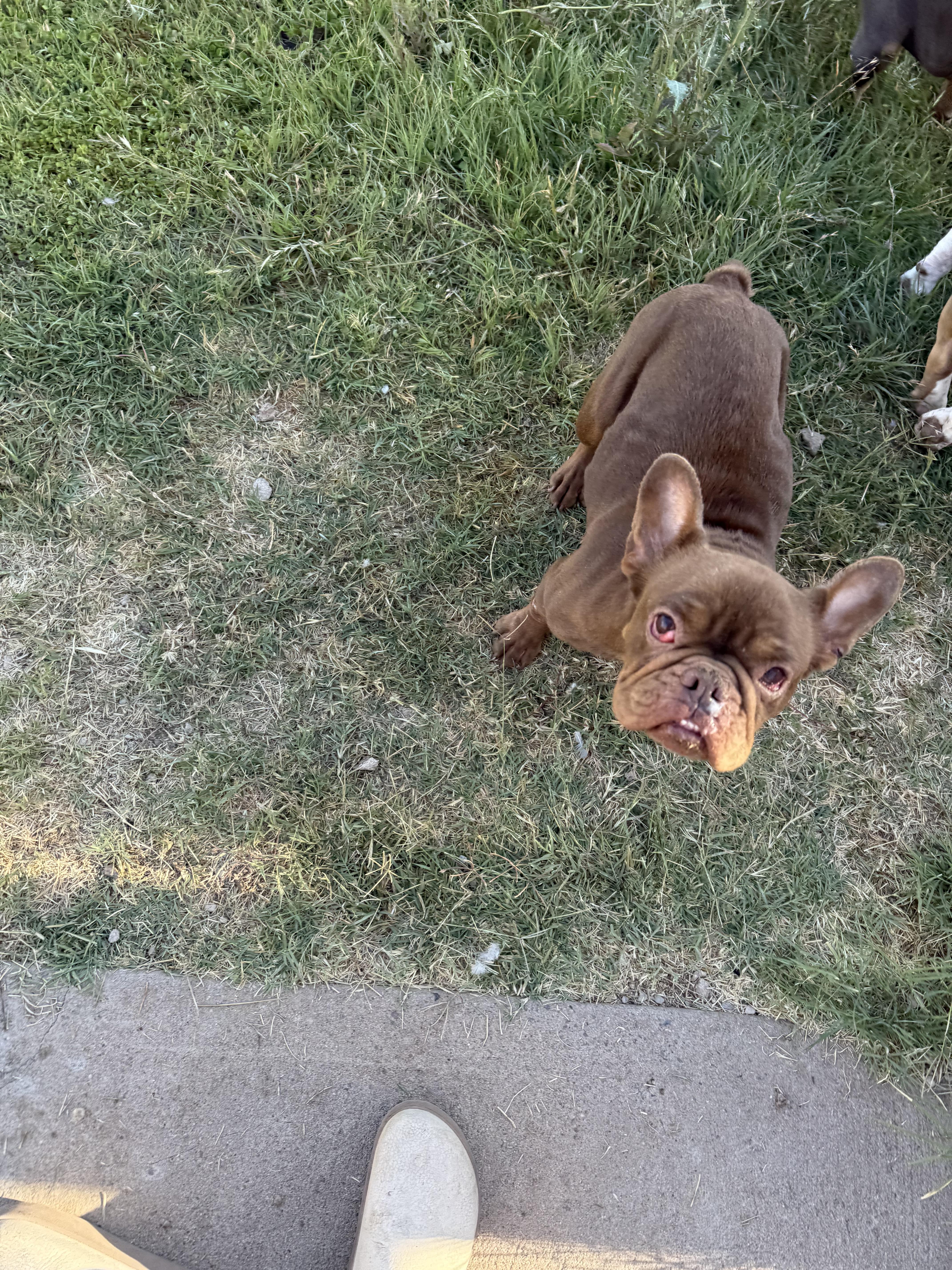 Enlarge Kacey, a Adoption Pending mixed breed in Mesa, AZ image 2/6