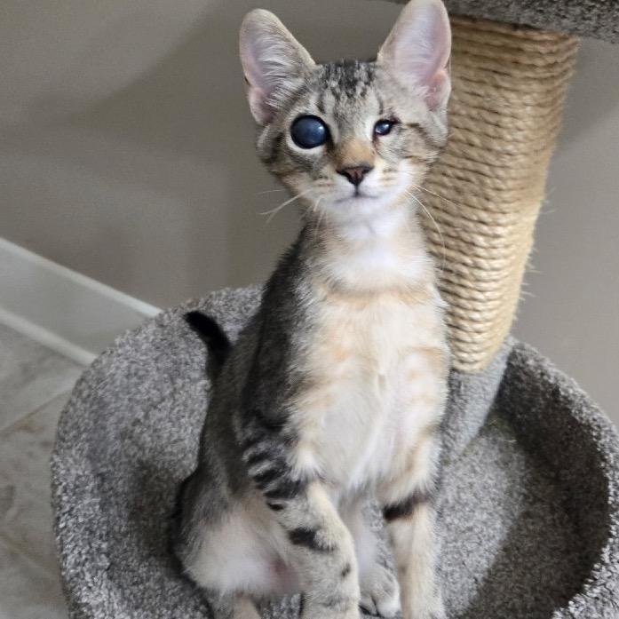 Alfie, Adoptable, Kitten Male Domestic Short Hair.