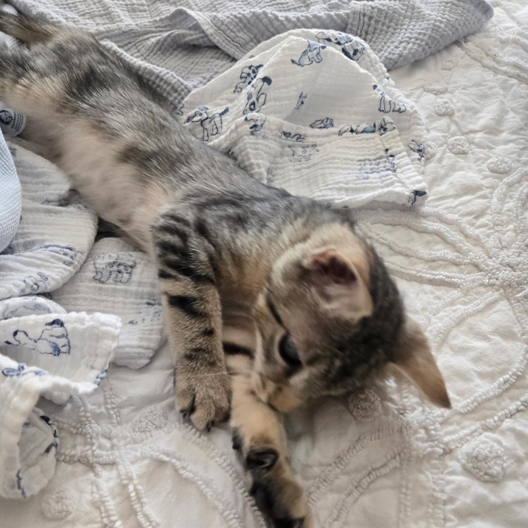 Alfie, a Adoptable Domestic Short Hair in Richmond, VA image 2/6