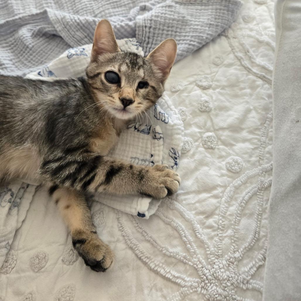 Alfie, a Adoptable Domestic Short Hair in Richmond, VA image 3/6