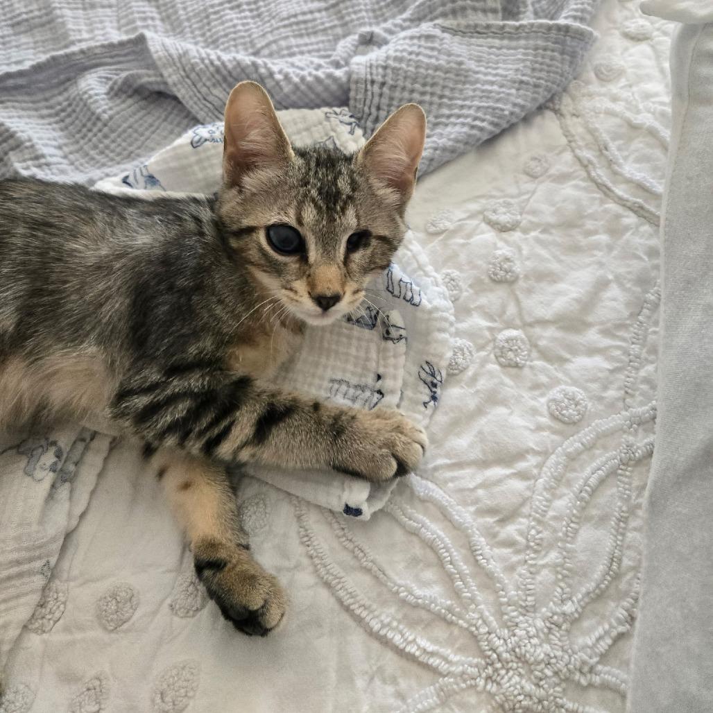 Alfie, a Adoptable Domestic Short Hair in Richmond, VA image 4/6