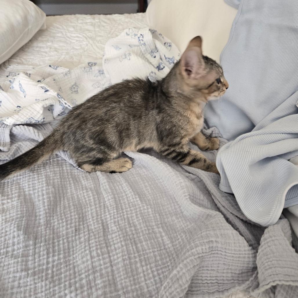 Alfie, a Adoptable Domestic Short Hair in Richmond, VA image 6/6