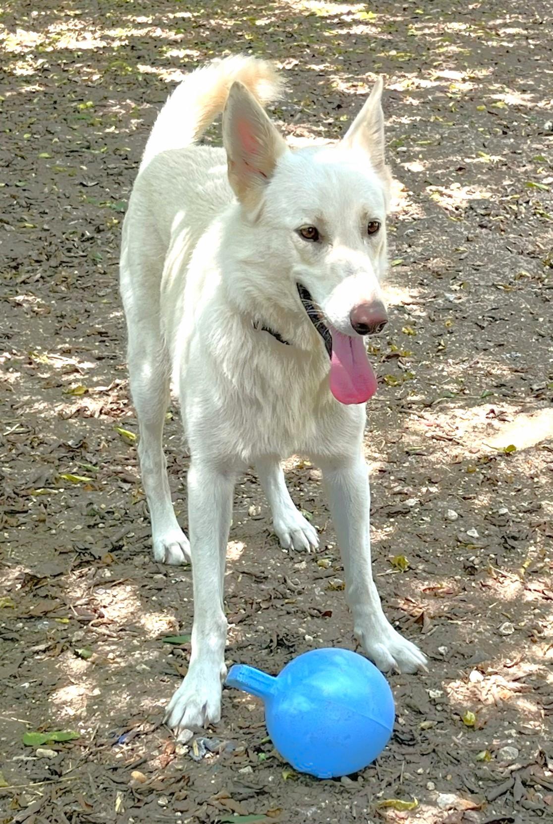 Cheyenne, a Adoptable mixed breed in Godley, TX image 3/6