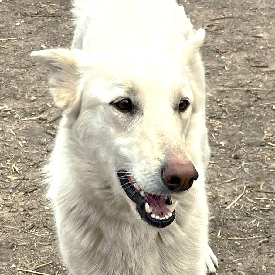 Cheyenne, a Adoptable mixed breed in Godley, TX image 2/6