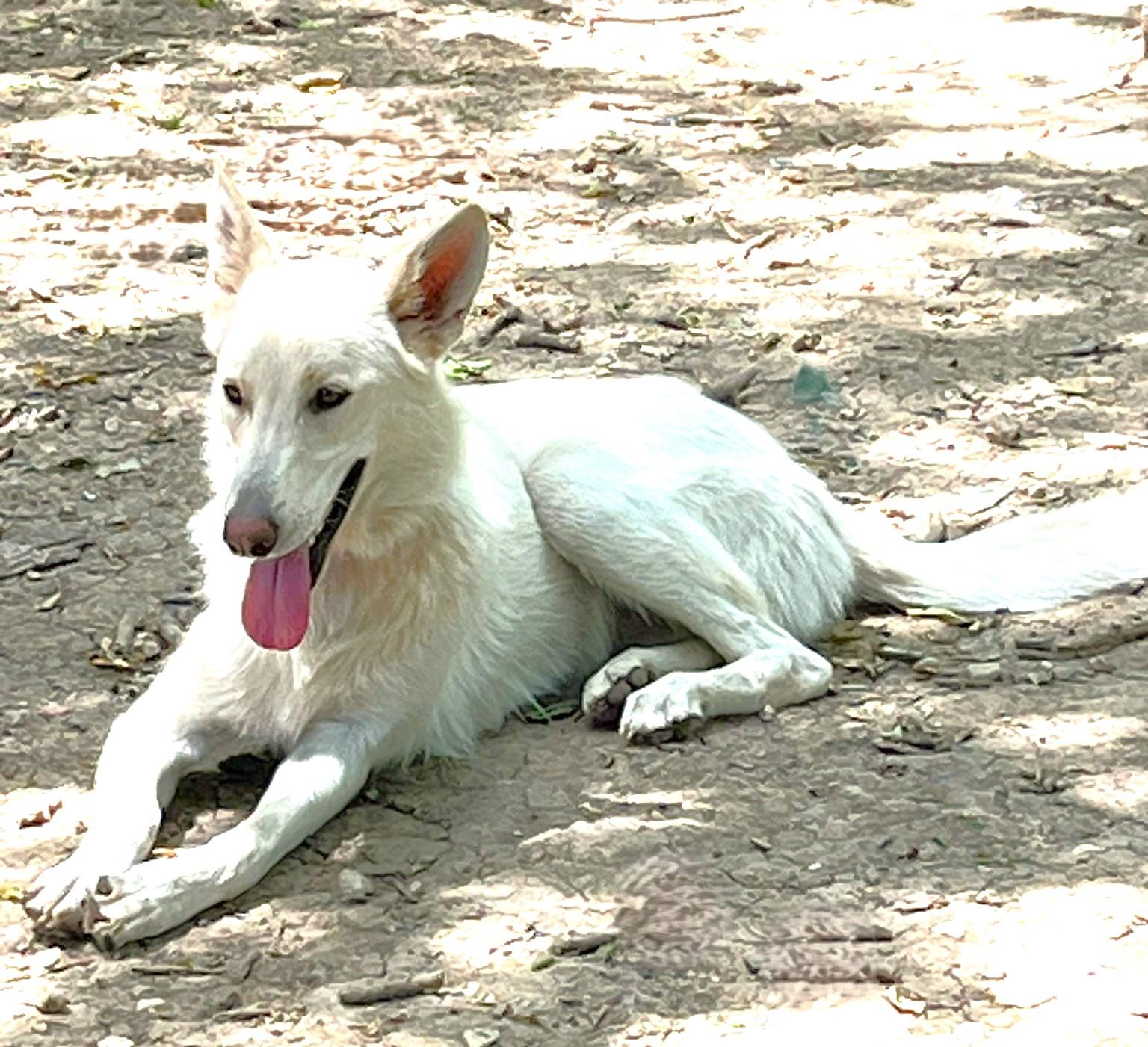 Cheyenne, a Adoptable mixed breed in Godley, TX image 5/6
