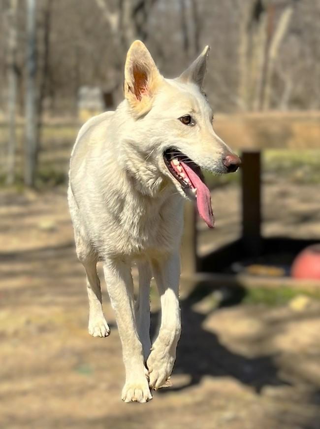 Enlarge Cheyenne, a Adoptable mixed breed in Godley, TX image 6/6