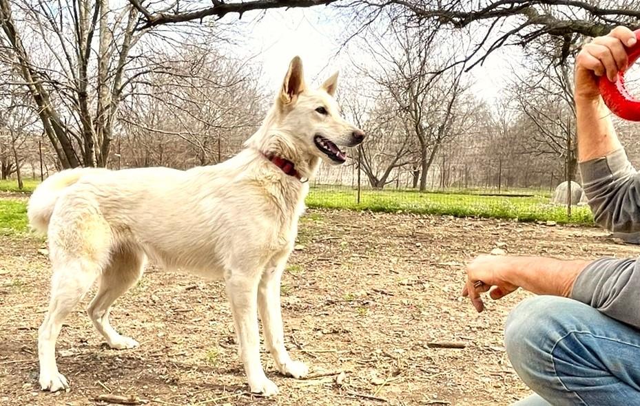 Cheyenne, a Adoptable mixed breed in Godley, TX image 4/6