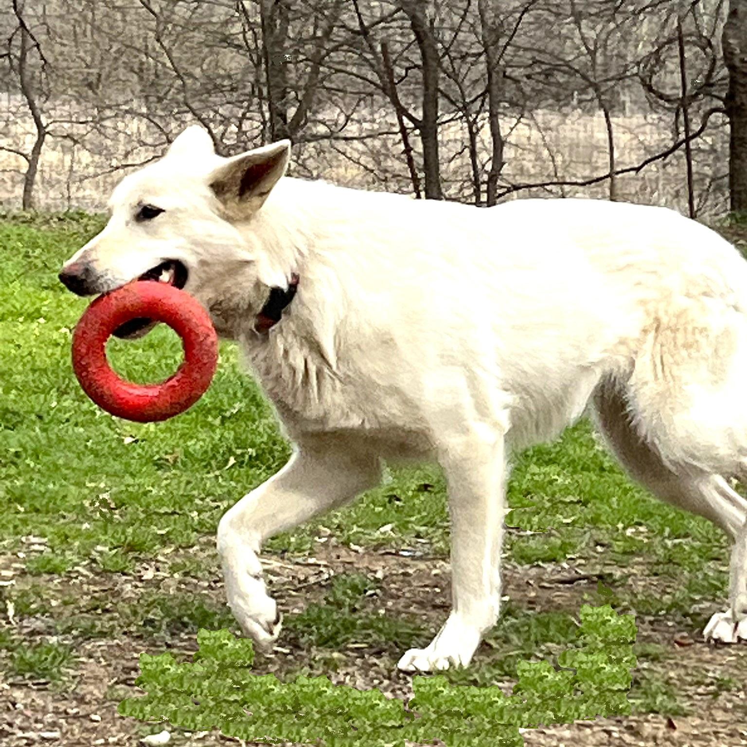 Enlarge Cheyenne, a Adoptable mixed breed in Godley, TX image 3/6