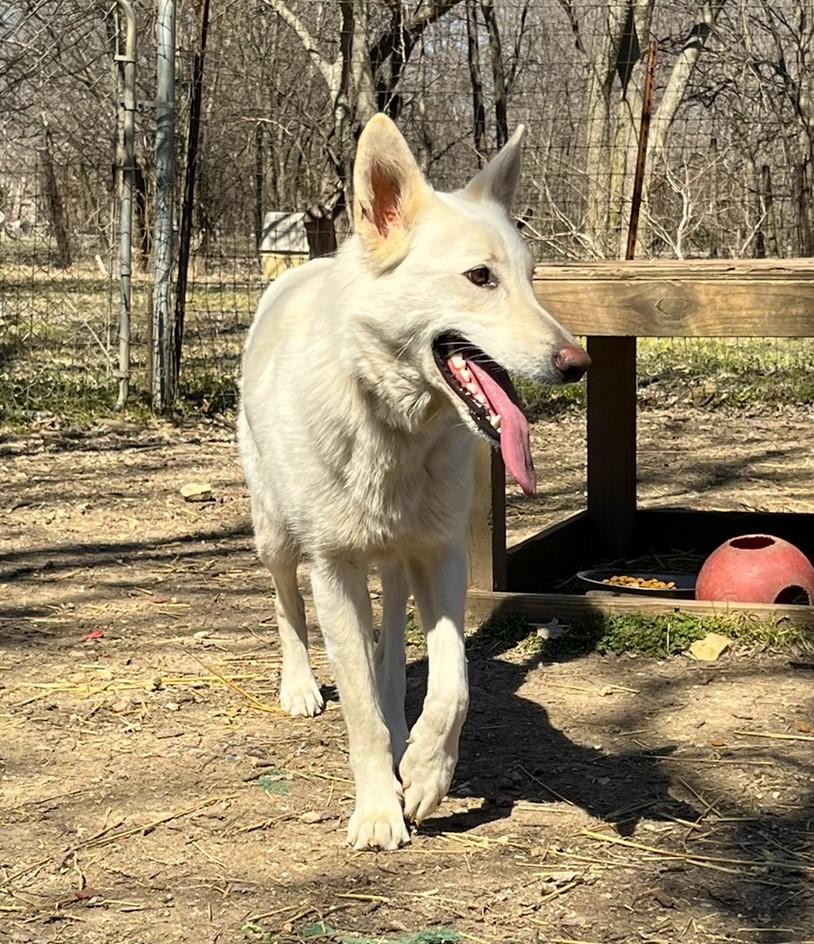 Cheyenne, a Adoptable mixed breed in Godley, TX image 6/6