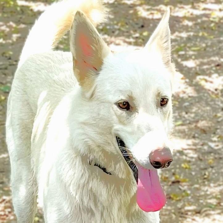 Enlarge Cheyenne, a Adoptable mixed breed in Godley, TX image 1/6