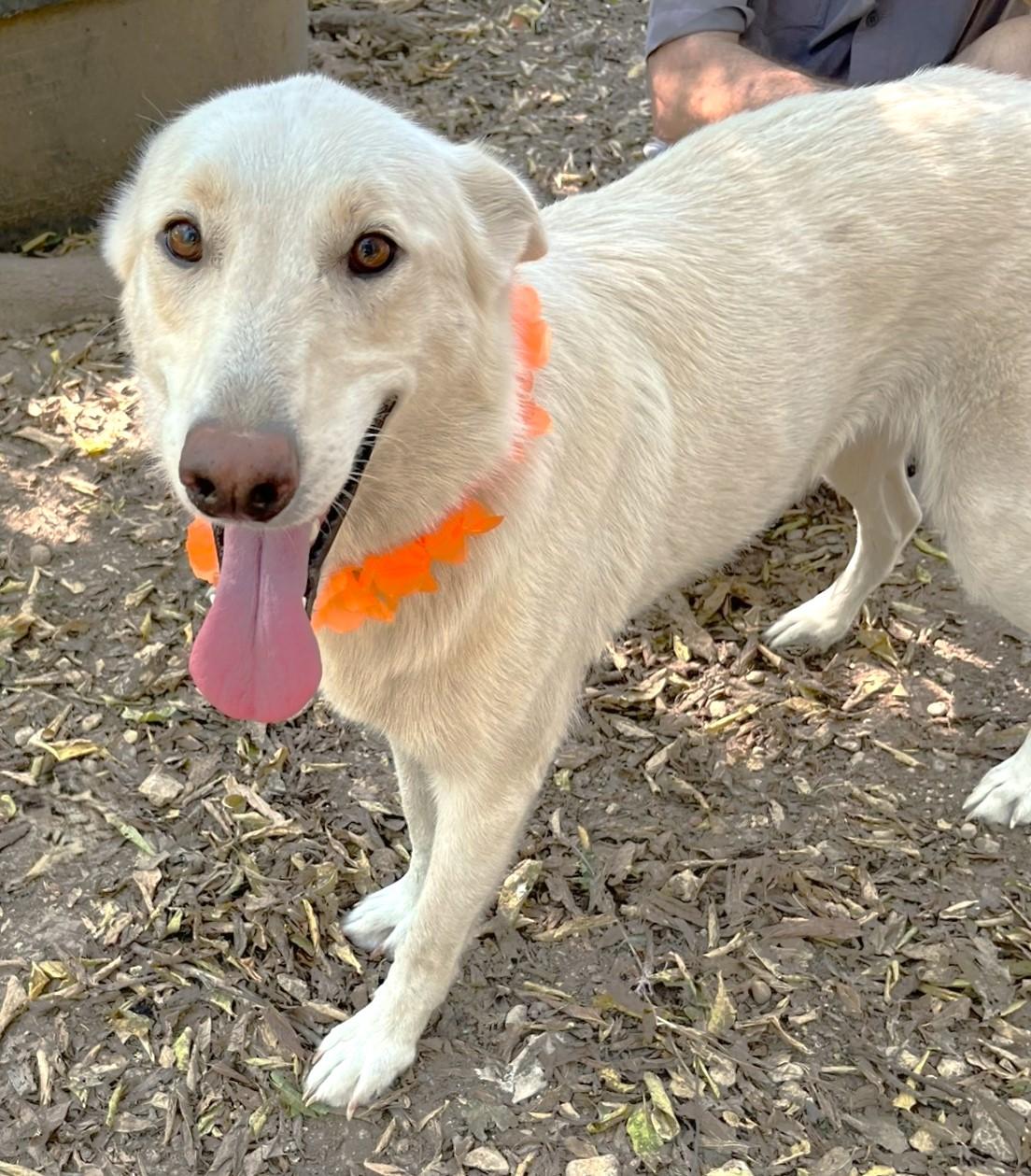 Cheyenne, a Adoptable mixed breed in Godley, TX image 1/6