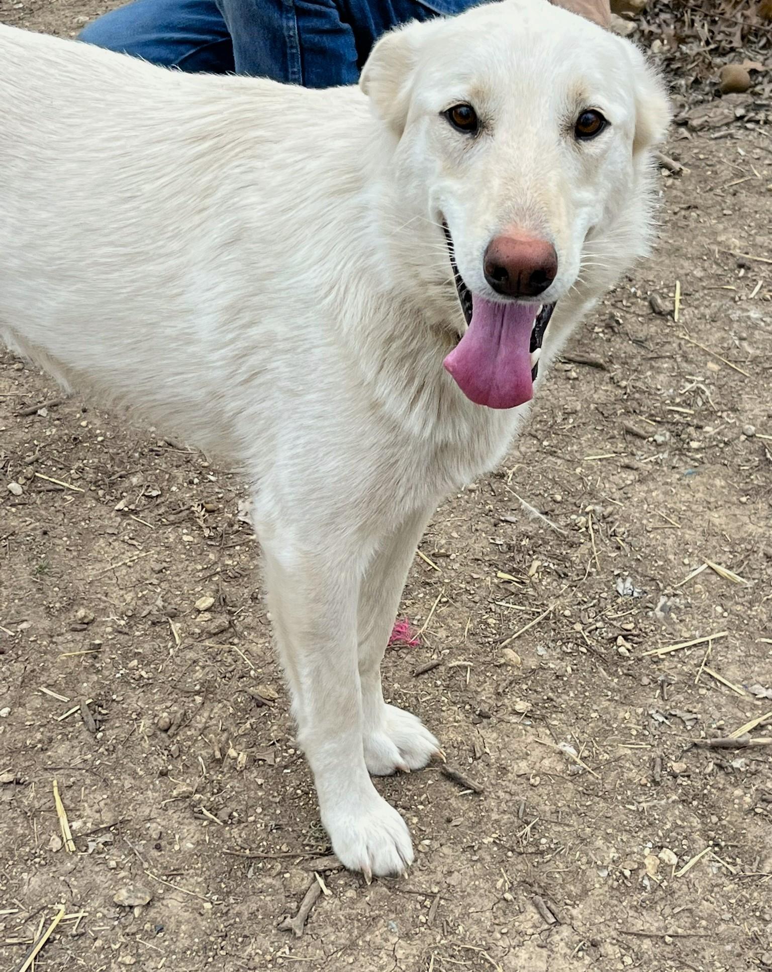 Cheyenne 3