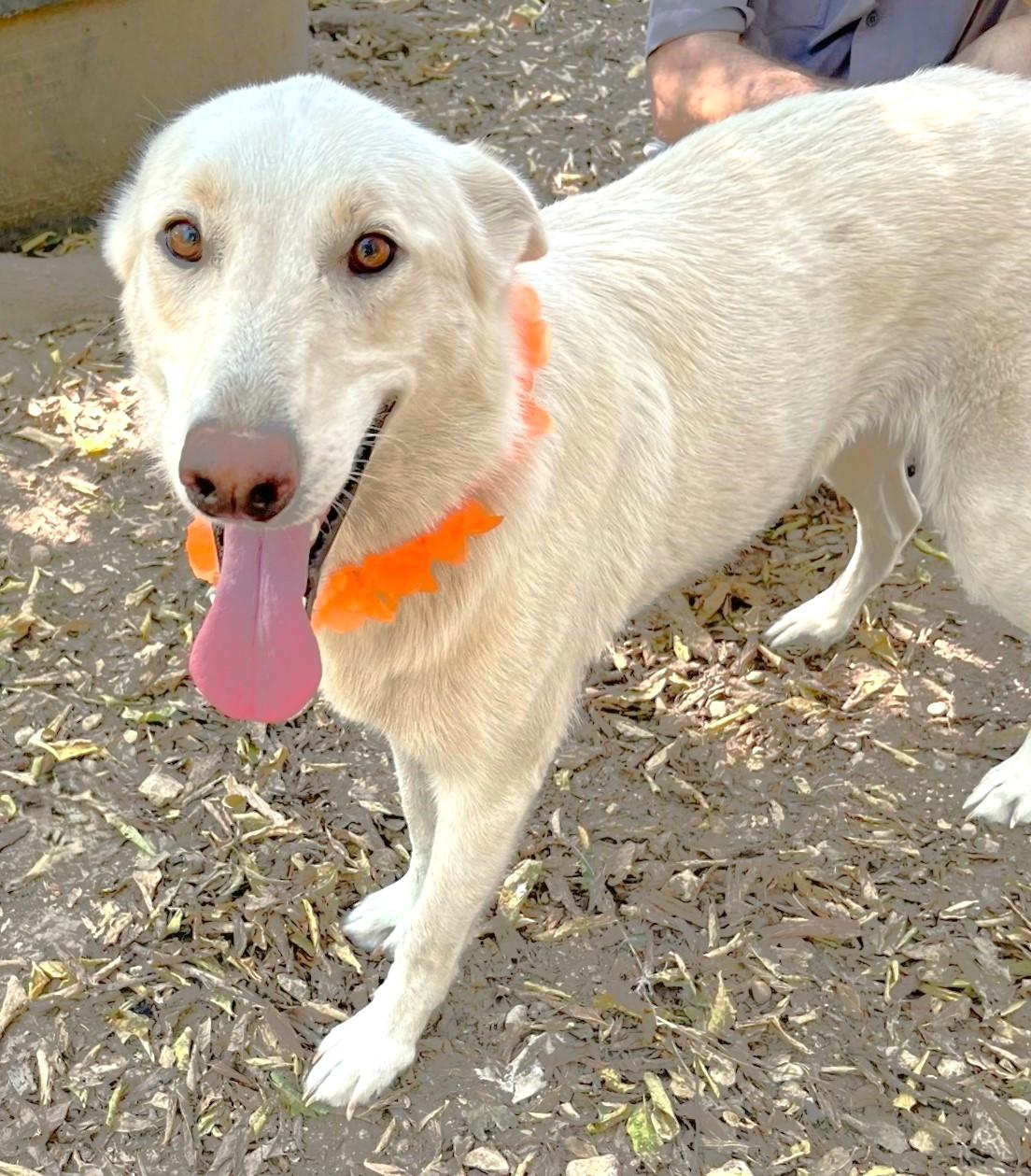 Enlarge Cheyenne, a Adoptable mixed breed in Godley, TX image 5/6