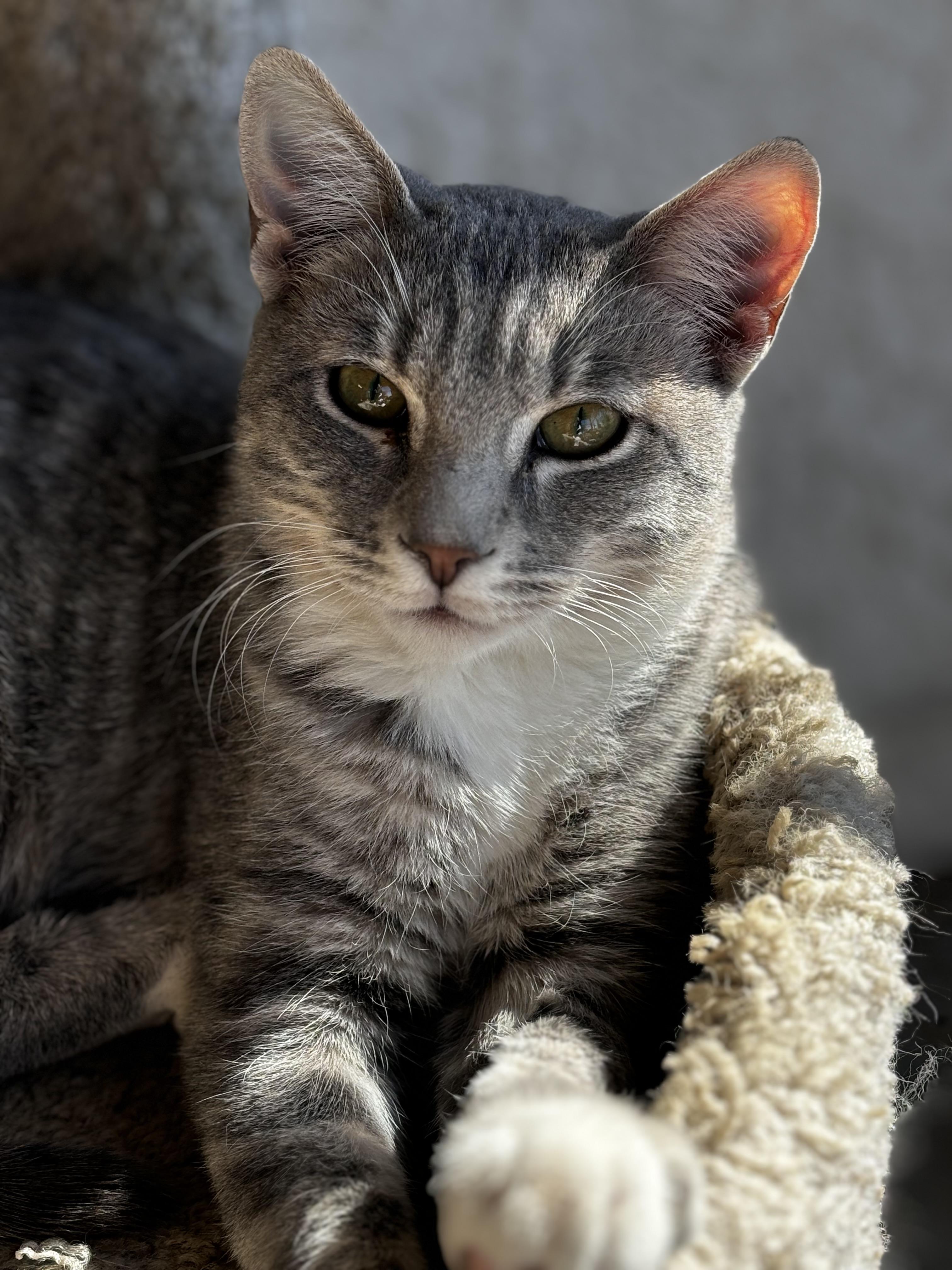 Colin, a Adoptable Domestic Short Hair in Helendale, CA image 1/3