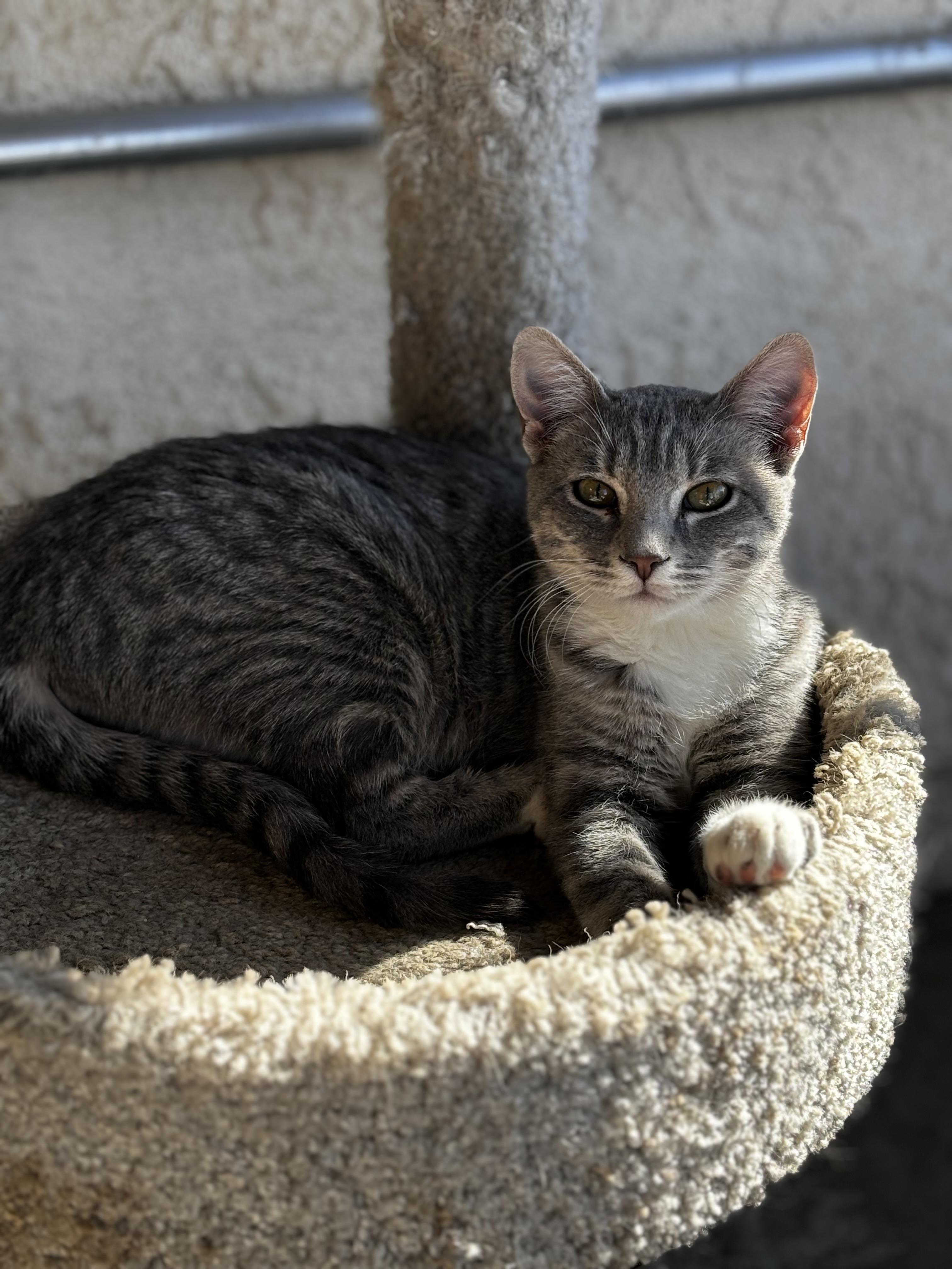 Colin, a Adoptable Domestic Short Hair in Helendale, CA image 2/3