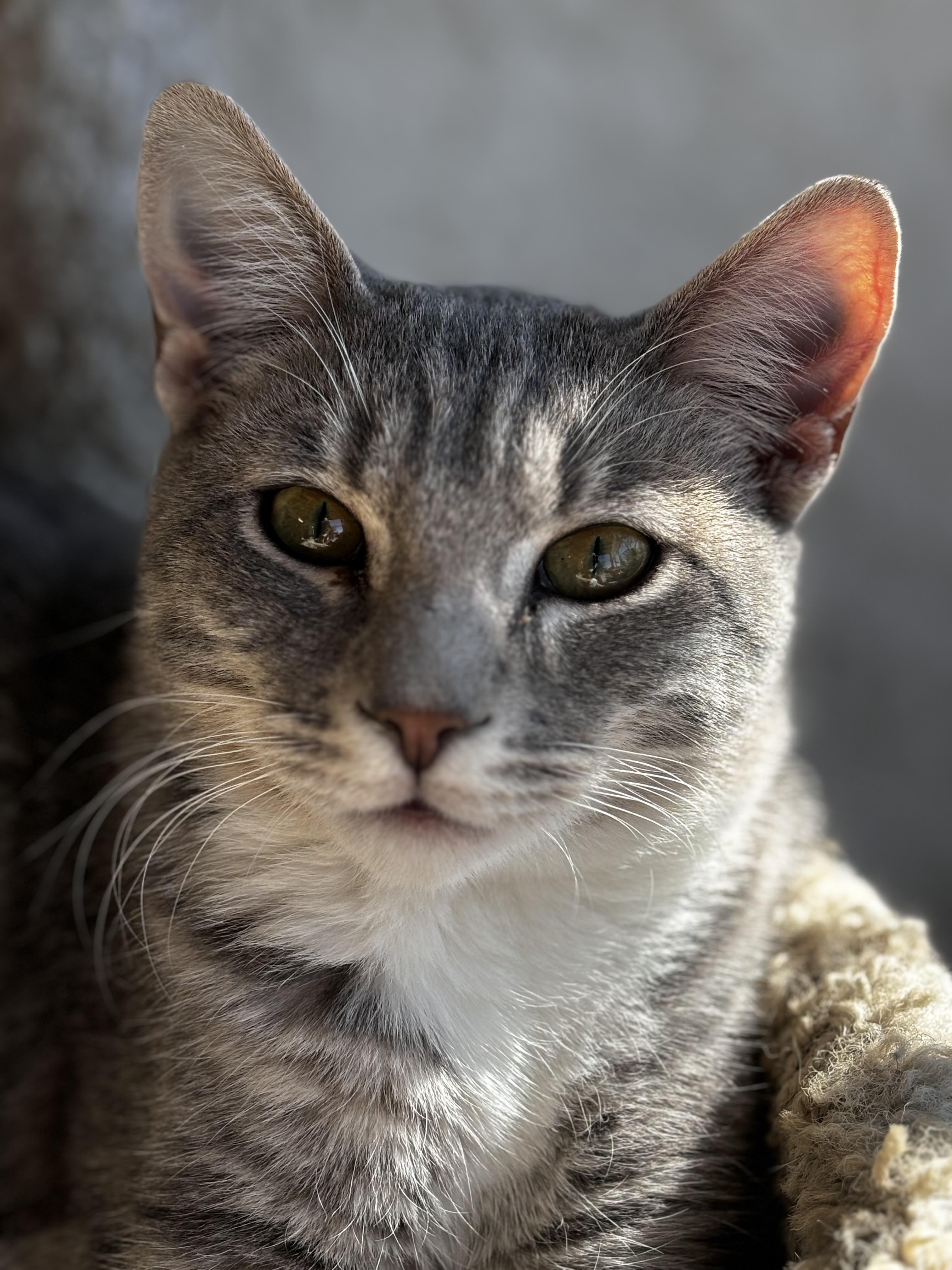 Colin, a Adoptable Domestic Short Hair in Helendale, CA image 3/3