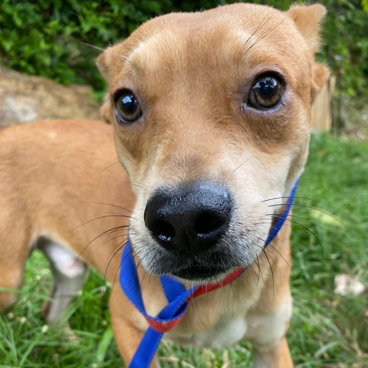 Enlarge CHEESY "Let's be together." (Currently in Puerto Rico), a Adoptable mixed breed in New York, NY image 6/6