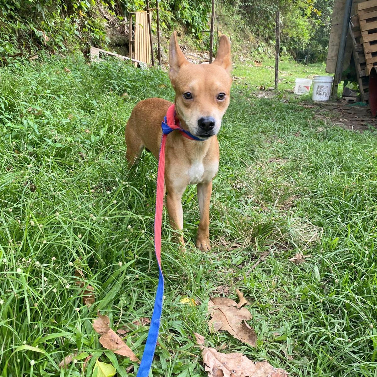 Enlarge CHEESY "Let's be together." (Currently in Puerto Rico), a Adoptable mixed breed in New York, NY image 5/6