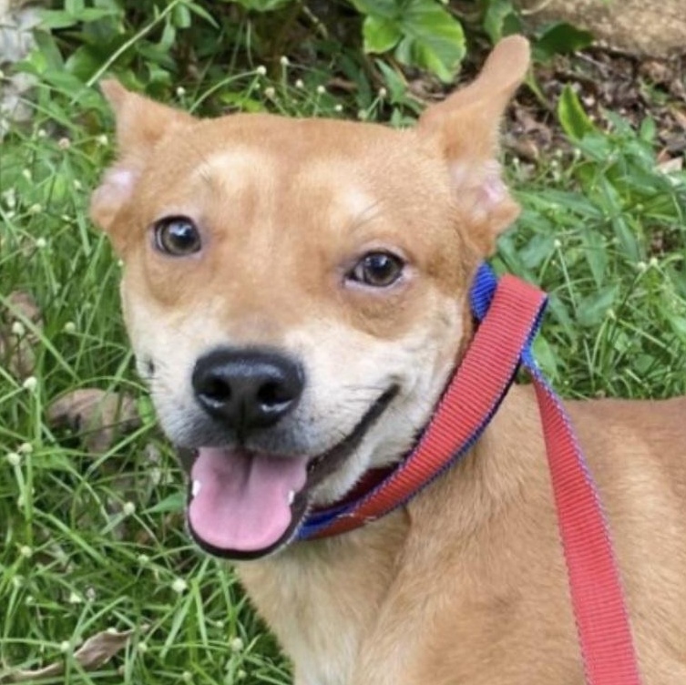 Enlarge CHEESY "Let's be together." (Currently in Puerto Rico), a Adoptable mixed breed in New York, NY image 1/6