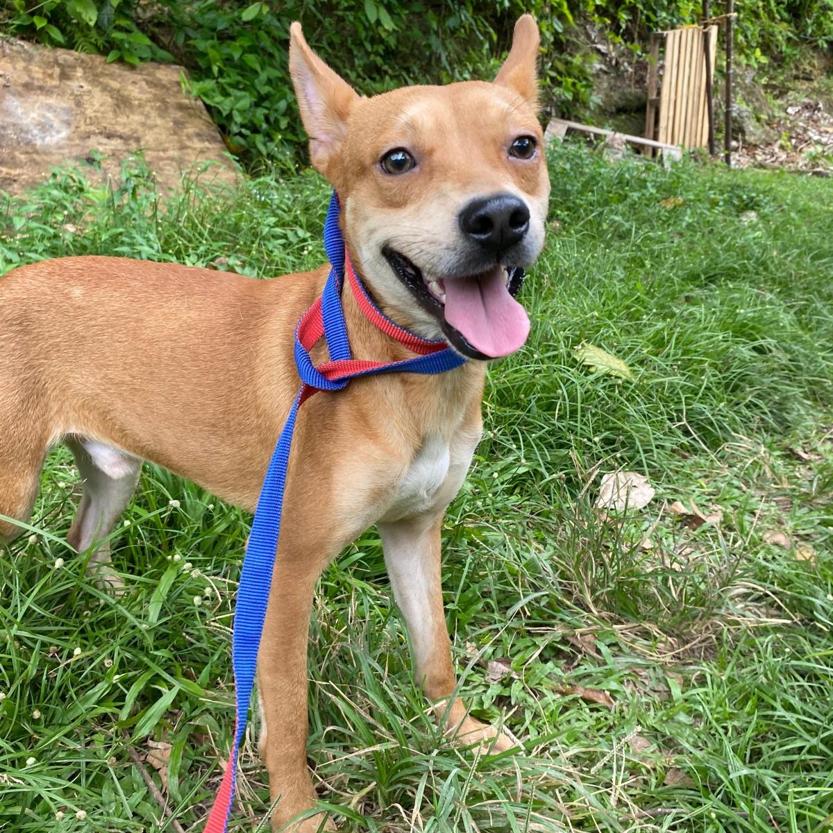 Enlarge CHEESY "Let's be together." (Currently in Puerto Rico), a Adoptable mixed breed in New York, NY image 2/6