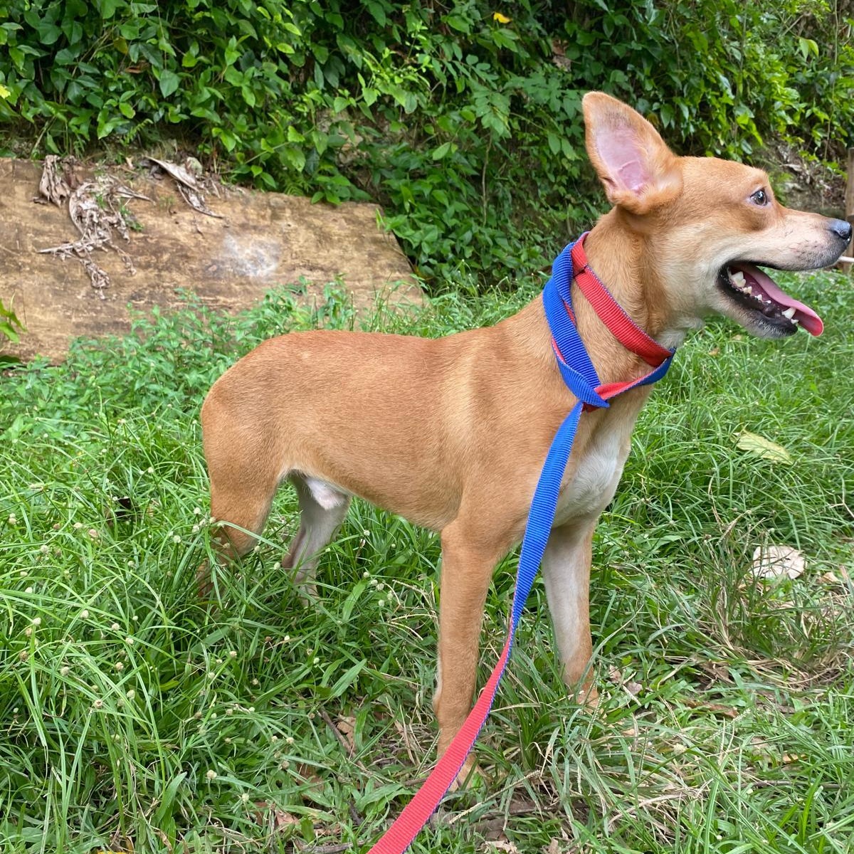 Enlarge CHEESY "Let's be together." (Currently in Puerto Rico), a Adoptable mixed breed in New York, NY image 4/6