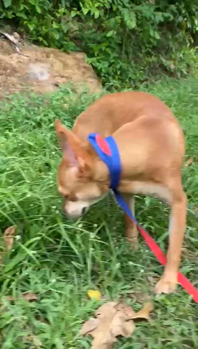 Enlarge CHEESY "Let's be together." (Currently in Puerto Rico), a Adoptable mixed breed in New York, NY video 3/6