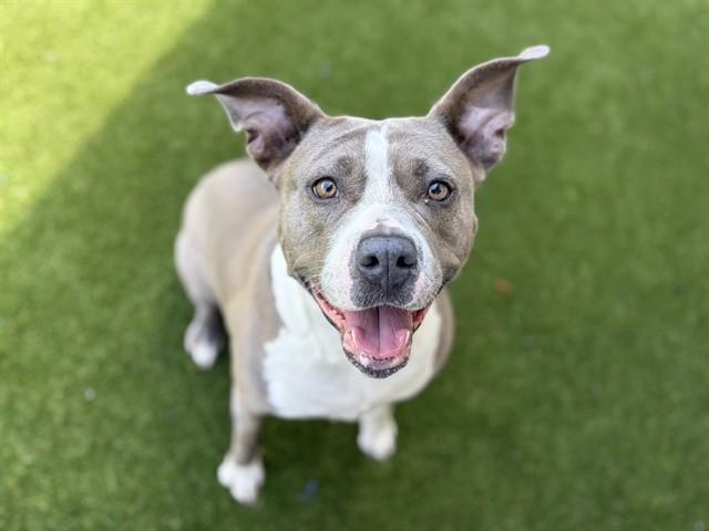MILLIE, Adoptable, Adult Female Pit Bull Terrier.
