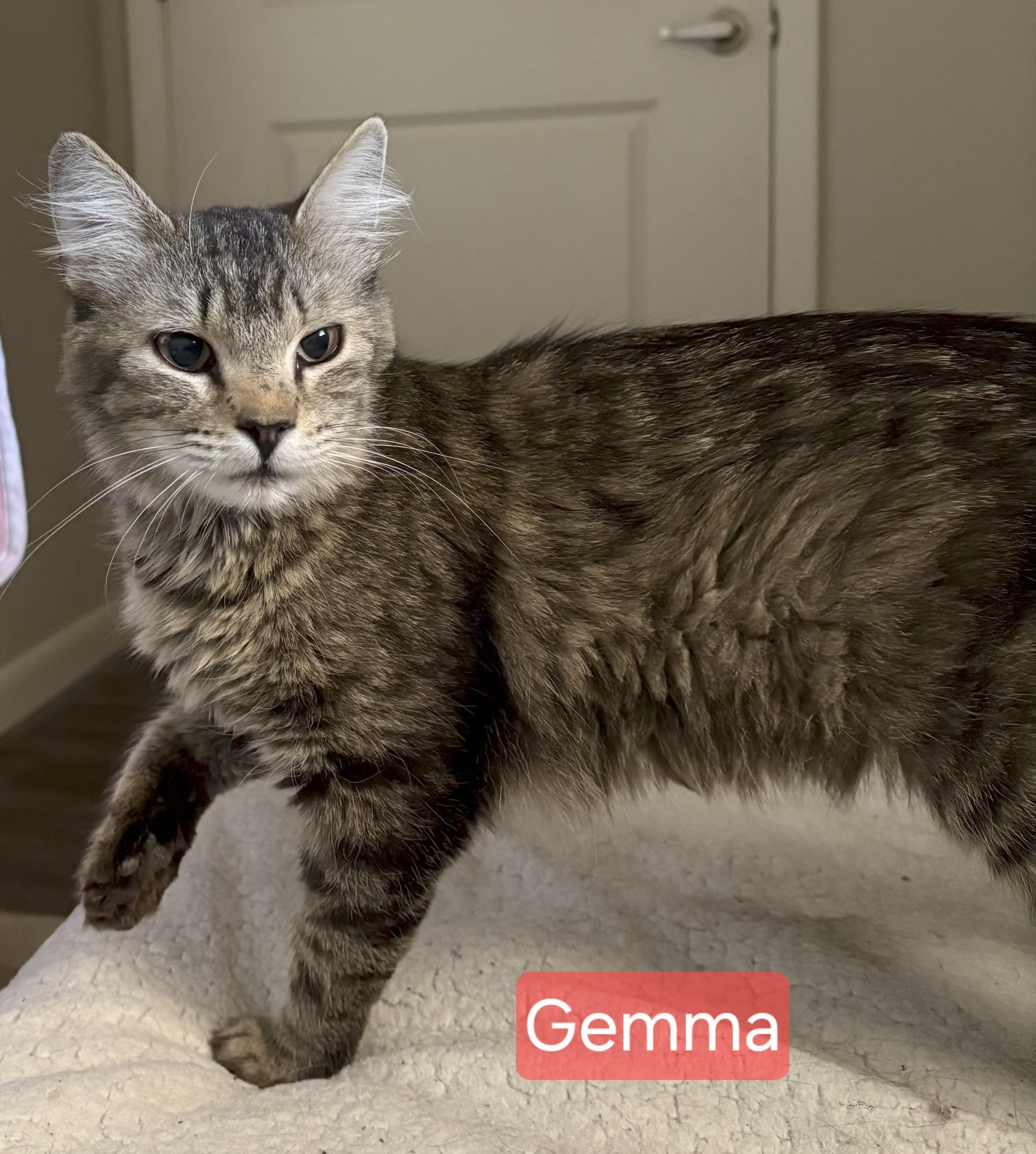 Gemma